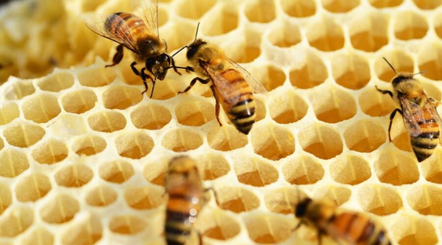 beehive is community